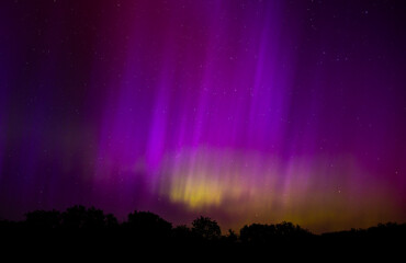 Northern lights flow over forest