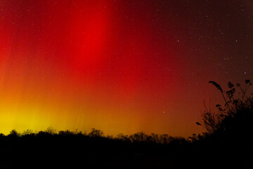Fototapeta premium Northern lights flow over forest