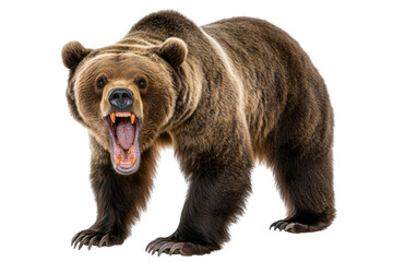 Fototapeta premium Roaring animal isolated on transparent background showing sharp teeth and intense emotion. The animal is full body with powerful stance