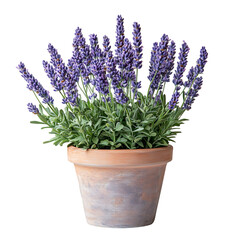 Fototapeta premium A Small Potted Lavender Plant with Soft Purple Bloom Isolated on Transparent Background