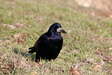 crow on the grass