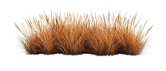 A tuft of golden-brown grass with long, fine blades, creating a lush appearance. isolated on white background.