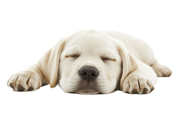 Sleeping puppy with closed eyes on a black background. The puppy is light yellow. Studio shot