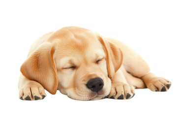Adorable sleeping puppy with closed eyes on transparent background. The beige fur and black paws are detailed. Soft lighting creates a calming atmosphere