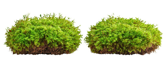 Lush green moss clumps with dense foliage, showcasing a textured surface and vibrant color. isolated on white background.