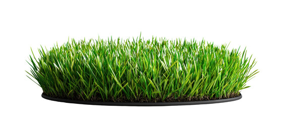 A vibrant patch of green grass displayed on a circular base, showcasing lush, healthy blades. isolated on white background.