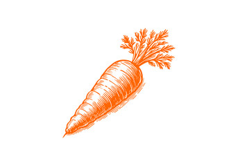 Carrot Hand Drawn Illustration Sketch Vector Isolated
