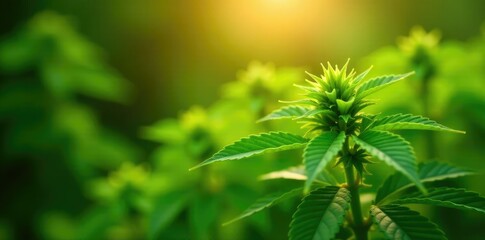 Bunch of bright green cannabis leaves basking in warm sunlight, green, flora