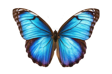 Close up of a vibrant blue butterfly with intricate wing patterns against a transparent background. Showing the butterfly's delicate details and symmetry