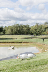 Two white swans grazing near a tranquil pond in a scenic countryside.