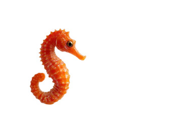Fototapeta premium Vibrant orange seahorse isolated on transparent backdrop, meticulously detailed and brightly lit. Focus on marine creature's intricate texture