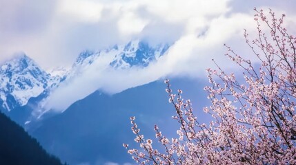 Blossoming Cherry Tree Against Majestic Snow-Capped Mountains Under Soft Clouds
