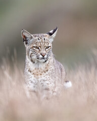 The bobcat (Lynx rufus), also known as the wildcat, bay lynx, or red lynx