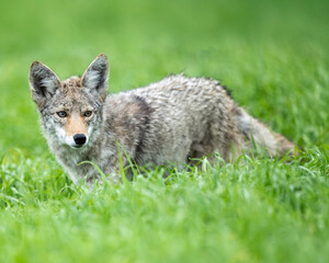 Coyote (Canis latrans) - Point Reyes National Seashore, Northern California, North America 