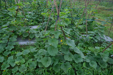 Lush Green Melon Garden with Vines and Leaves in a Natural Setting