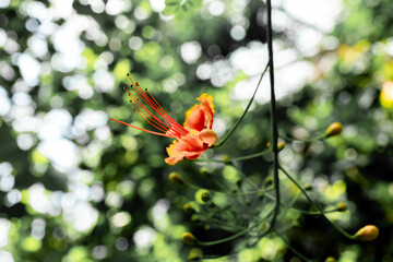 南国で生活するオレンジ色の花
