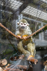 小さくて可愛い動物園のコモンリスザル