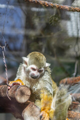 小さくて可愛い動物園のコモンリスザル