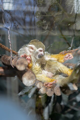 小さくて可愛い動物園のコモンリスザル
