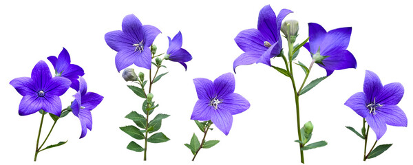 桔梗の花の切抜き