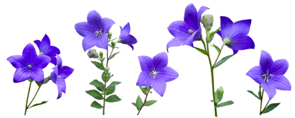 桔梗の花の切抜き