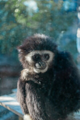 小さく可愛い動物園のシロテテナガザル
