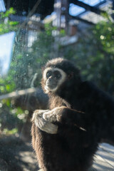 小さく可愛い動物園のシロテテナガザル