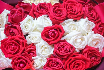 Rose flower blooming top view bouquet red and white on background