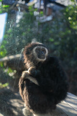小さく可愛い動物園のシロテテナガザル