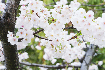 Rain, white cherry blossoms in bloom, spring scenery