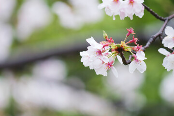 Rain, white cherry blossoms in bloom, spring scenery