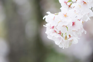 Rain, white cherry blossoms in bloom, spring scenery