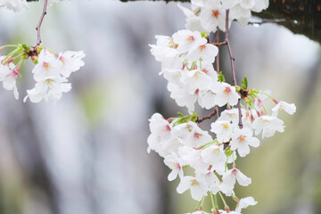 Rain, white cherry blossoms in bloom, spring scenery