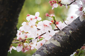 Rain, white cherry blossoms in bloom, spring scenery