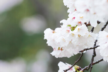 Rain, white cherry blossoms in bloom, spring scenery