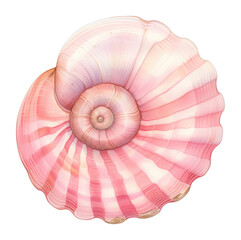 PNG Seashell illustration spiral pink.