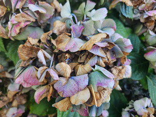 A purple and pink toned Hydrangea blossom that is beginning to wither and dry up.