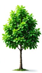 Fototapeta premium Dense foliage of Ligustrum Chinensis tree isolated on white background, evergreen, plant, foliage