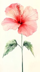 Watercolor Hibiscus Illustration