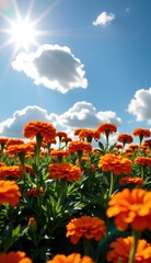 Obraz premium A captivating twilight scene unfolds across a field of vibrant orange marigold flowers, their petals aglow in the soft, fading light.