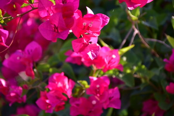 Vibrant pink bougainvillea flowers blooming in the summer sun, blooms, floral, Pink Bougainvillea flowers background, Pink Cyclamen Tulips Lilies Hydrangeas 