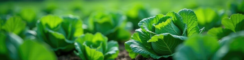 Obraz premium Cabbage growing amidst lush green leaves and stems, lush, leaf