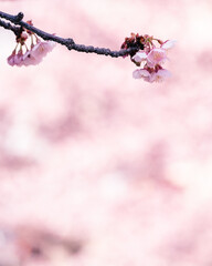 pink cherry blossom