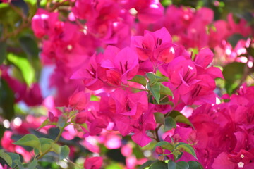 Vibrant pink bougainvillea flowers blooming in the summer sun, blooms, floral, Pink Bougainvillea flowers background, Pink Cyclamen Tulips Lilies Hydrangeas 