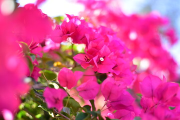 Vibrant pink bougainvillea flowers blooming in the summer sun, blooms, floral, Pink Bougainvillea flowers background, Pink Cyclamen Tulips Lilies Hydrangeas 