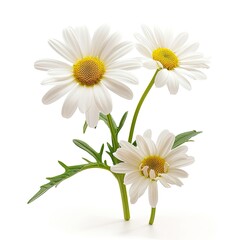 Clear Pixel Picture of a Photo Leucanthemum, Isolated on a White Background