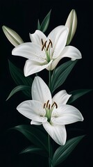 White Lilies on Black
