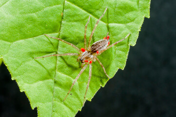 Close up of a Grass spider with parasitic mites. It is also a Funnel Weaver spider.