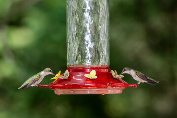 Obraz premium A pair of female Ruby-throated Hummingbirds eating from a bird feeder.