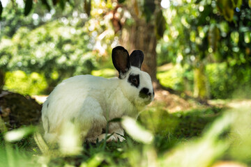 Fototapeta premium A White and Black-Spotted Rabbit Gazing at the Camera While Sitting on Grass in a Blurred Green Forest Habitat